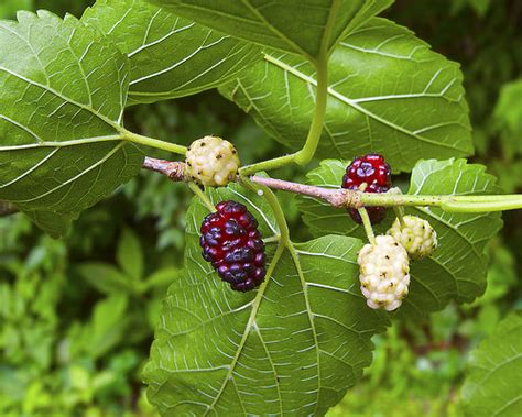 mulberry in chinese.